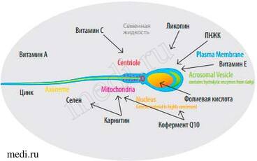 Нормальные показатели спермы